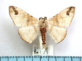 Miantochora interrupta